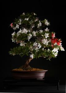 Rhododendron indicum 'Hitome-bore', 60-cm-es bonsai