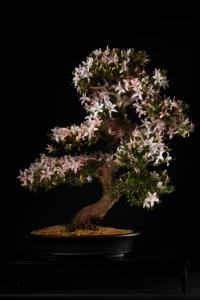 Rhododendron indicum 'Hikari no tsukasa', 63-cm-es bonsai