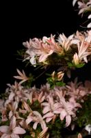 Rhododendron indicum 'Hikari no tsukasa', 63-cm-es bonsai
