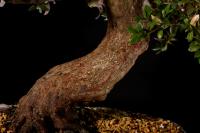 Rhododendron indicum 'Hikari no tsukasa', 63-cm-es bonsai