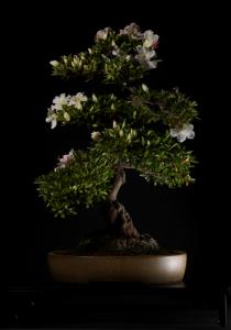 Rhododendron indicum 'Kaho', moyogi - 63cm-es bonsai