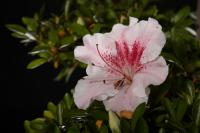 Rhododendron indicum 'Kaho', moyogi - 63cm-es bonsai