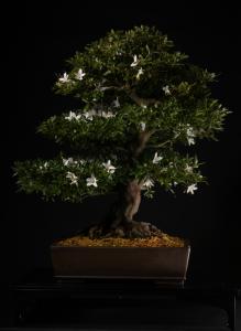 Rhododendron indicum John Pitt-től