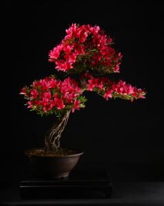 Rhododendron indicum 'Korin', neagari stílusú, 54-cm-es bonsai