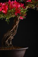Rhododendron indicum 'Korin', neagari stílusú, 54-cm-es bonsai