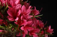 Rhododendron indicum 'Korin', neagari stílusú, 54-cm-es bonsai