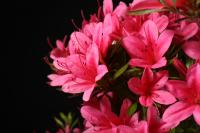 Rhododendron indicum 'Korin', neagari stílusú, 54-cm-es bonsai}