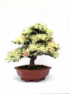 Rhododendron indicum 'Hakurin no Hikari', 30 cm-es bonsai