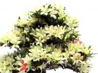 Rhododendron indicum 'Hakurin no Hikari', 30 cm-es bonsai