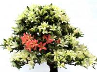 Rhododendron indicum 'Hakurin no Hikari', 30 cm-es bonsai}