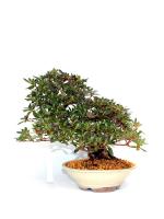 Rhododendron indicum 'Osakazuki' 21 cm-es bonsai