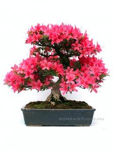 Rhododendron indicum 'Korin', 33-cm-es bonsai