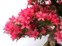 Rhododendron indicum 'Korin', 33-cm-es bonsai