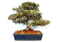 Rhododendron indicum 'Korin', 33-cm-es bonsai