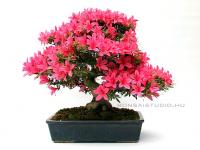 Rhododendron indicum 'Korin', 33-cm-es bonsai}