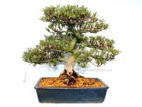 Rhododendron indicum 'Korin', 33-cm-es bonsai}