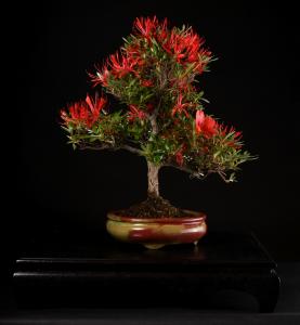 Rhododendron indicum 'Kinsai', moyogi, 30cm-es bonsai