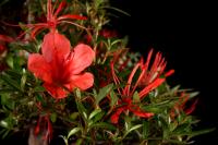 Rhododendron indicum 'Kinsai', moyogi, 30cm-es bonsai