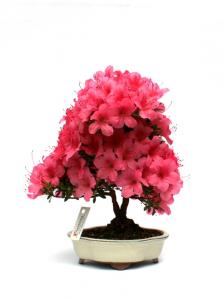 Rhododendron indicum 'Chinzan', 30-cm-es bonsai