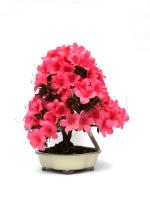 Rhododendron indicum 'Chinzan', 30-cm-es bonsai