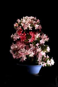Rhododendron indicum 'Chio no Hikari', 53 cm-es bonsai