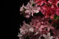 Rhododendron indicum 'Chio no Hikari', 53 cm-es bonsai