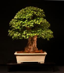 Acer buergerianum 58 cm-es bonsai
