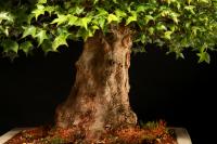Acer buergerianum 58 cm-es bonsai