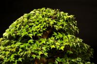 Acer buergerianum 58 cm-es bonsai}