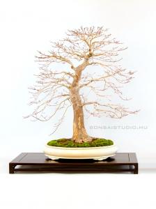 Acer palmatum 'Beni Chidori' 70 cm-es bonsai