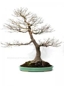 Acer palmatum 'Kashima' 70 cm-es bonsai