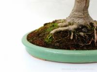 Acer palmatum 'Kashima' 70 cm-es bonsai
