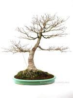 Acer palmatum 'Kashima' 70 cm-es bonsai