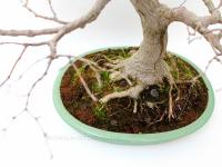 Acer palmatum 'Kashima' 70 cm-es bonsai}