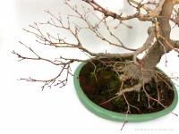 Acer palmatum 'Kashima' 70 cm-es bonsai}