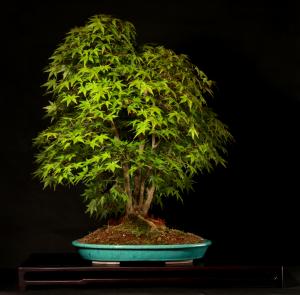 Acer Palmatum 'Kashima' 68 cm-es kabudachi bonsai