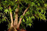 Acer Palmatum 'Kashima' 68 cm-es kabudachi bonsai