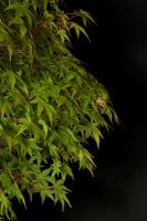 Acer Palmatum 'Kashima' 68 cm-es kabudachi bonsai}