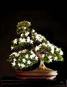Rhododendron indicum 60 cm-es bonsai