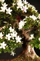 Rhododendron indicum 60 cm-es bonsai