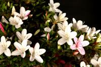 Rhododendron indicum 60 cm-es bonsai}
