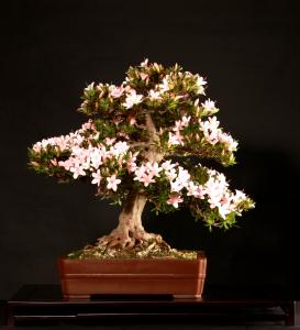 Rhododendron indicum, moyogi stílusban, 51 cm-es bonsai