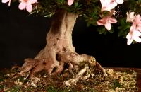 Rhododendron indicum, moyogi stílusban, 51 cm-es bonsai