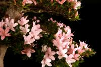 Rhododendron indicum, moyogi stílusban, 51 cm-es bonsai}