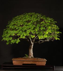 Tilia platyphyllos 70 cm-es bonsai