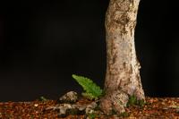 Tilia platyphyllos 70 cm-es bonsai