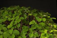Tilia platyphyllos 70 cm-es bonsai}