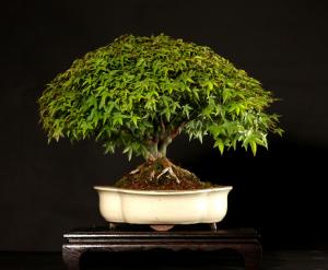 Acer palmatum 'Kiyohime' 30 cm-es bonsai