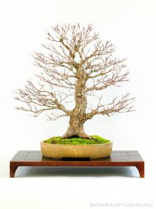 Acer palmatum 'Arakawa', moyogi bonsai