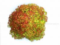 Acer palmatum 'Arakawa', moyogi bonsai